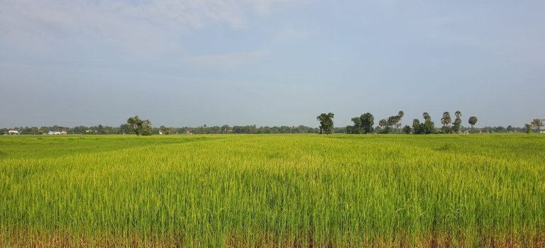 PHOTO 10 DONORS - RICE FIELD