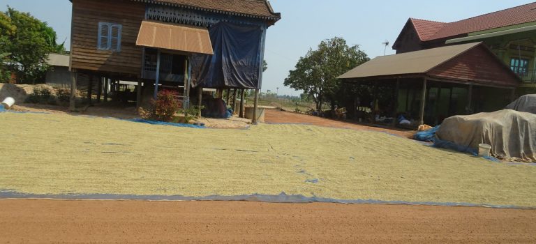 PHOTO 11 LINKS – RICE DRYING ON SIDE OF ROAD PHOTO 11 LINKS - RICE DRYING ON SIDE OF ROAD